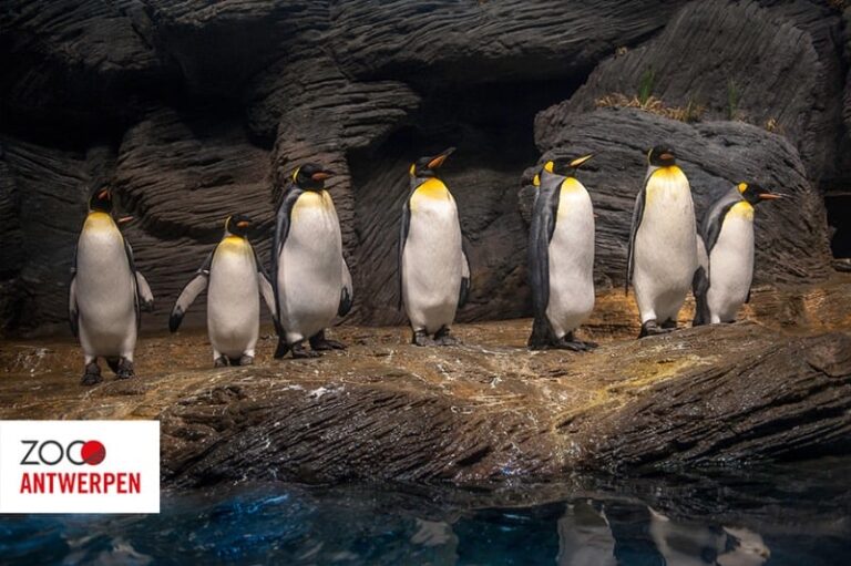 Pinguïns in de Zoo van Antwerpen