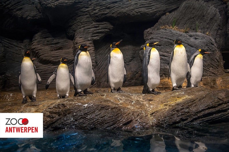 Pinguïns in de Zoo van Antwerpen