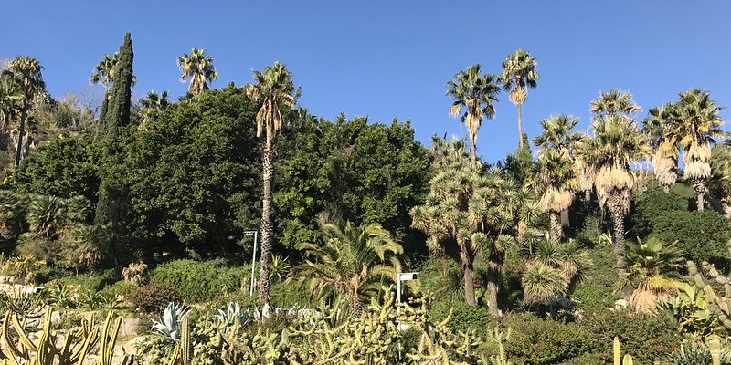 Cactustuin in Barcelona